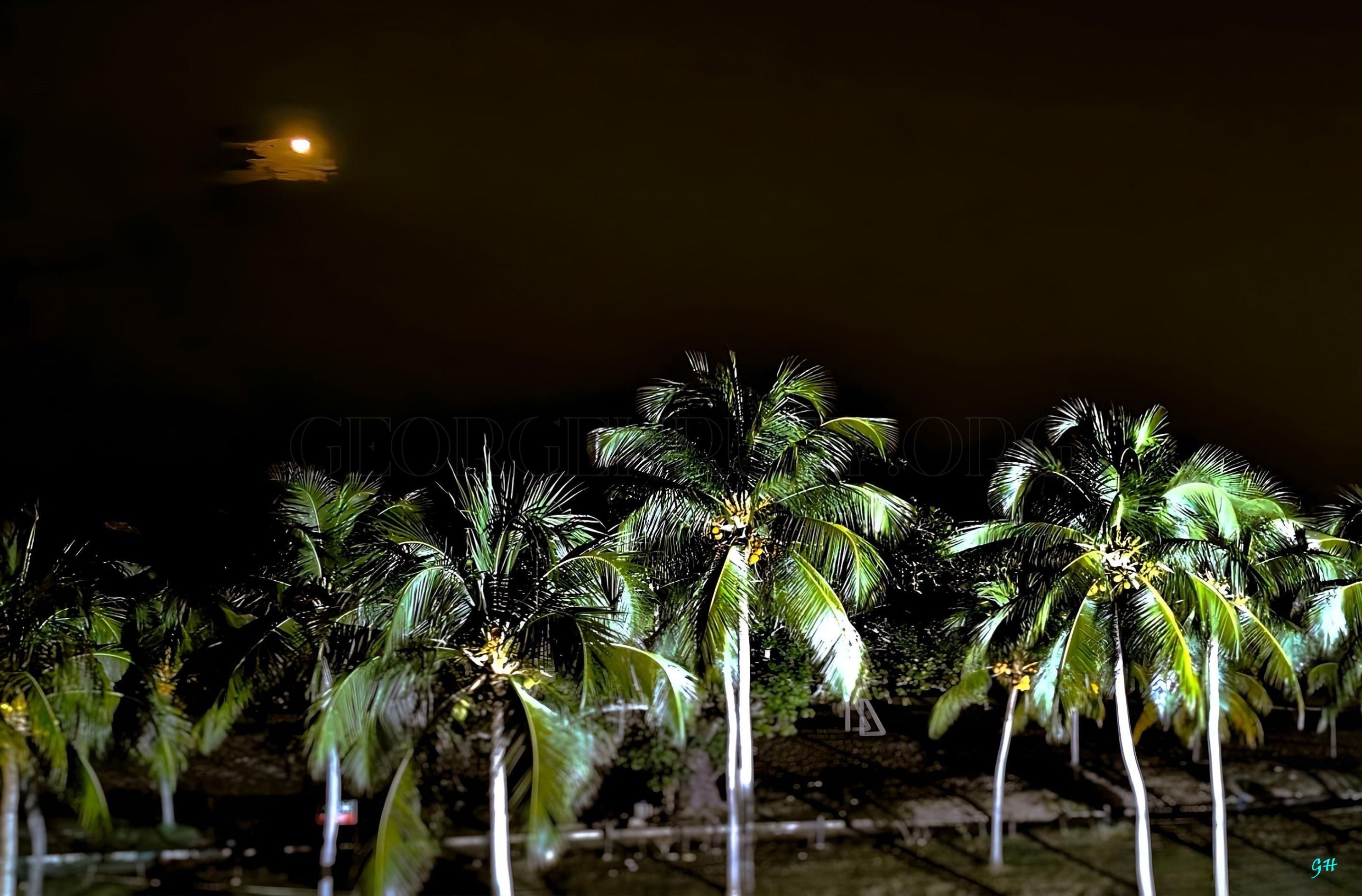 Coconut Trees with Ocean and Moon