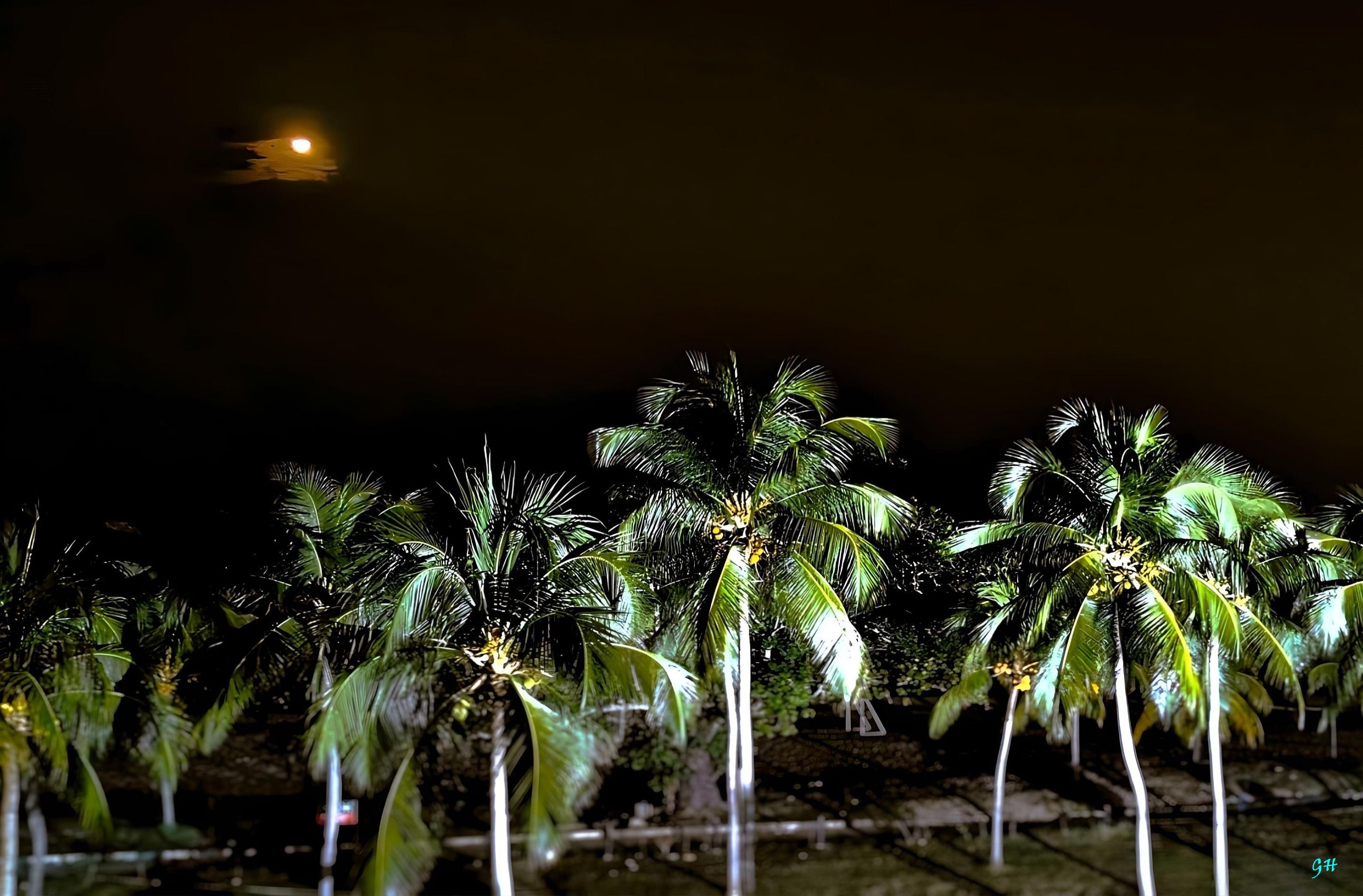 Coconut Trees with Ocean and Moon