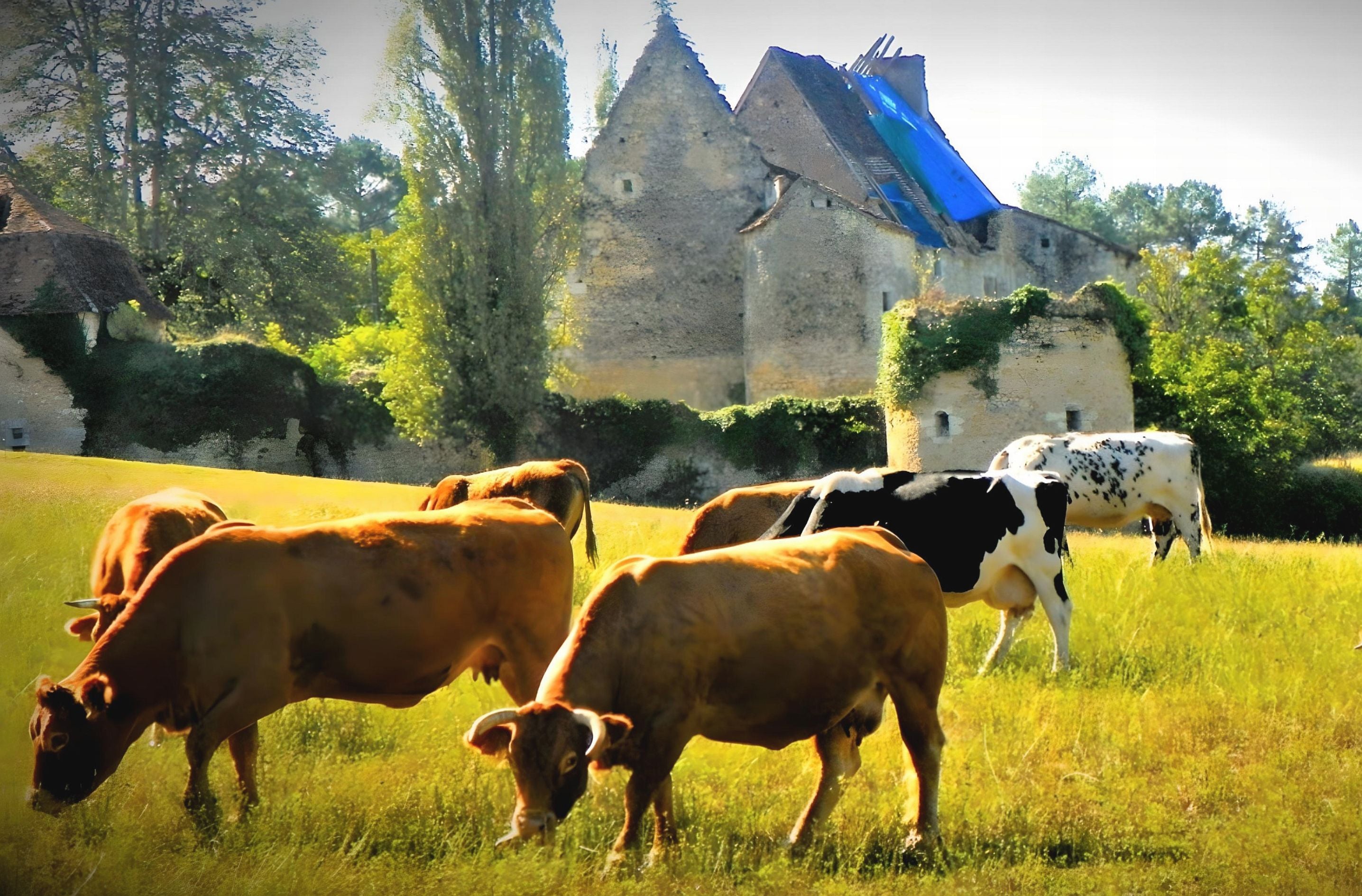Old Castle in Countryside